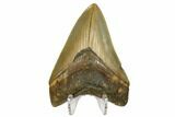 Serrated, Fossil Megalodon Tooth - North Carolina #172616-2